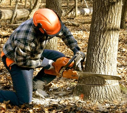 Tree Removal in Magnolia, AR